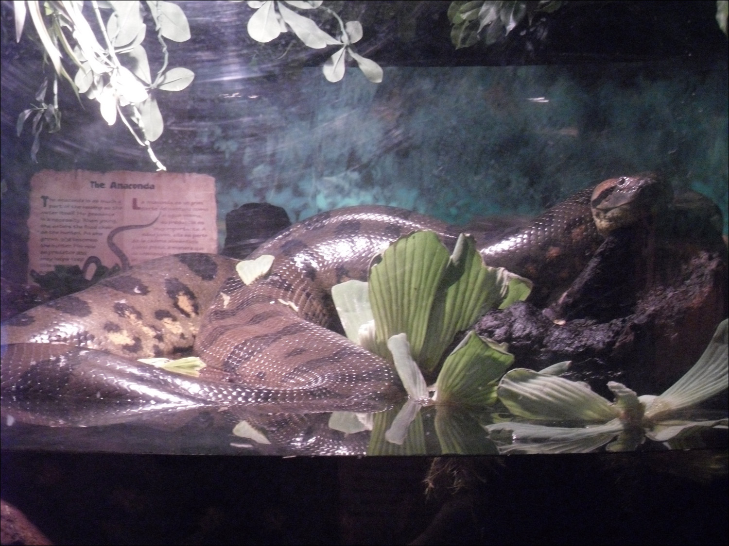 Newport, OR- Oregon Coast Aquarium-python